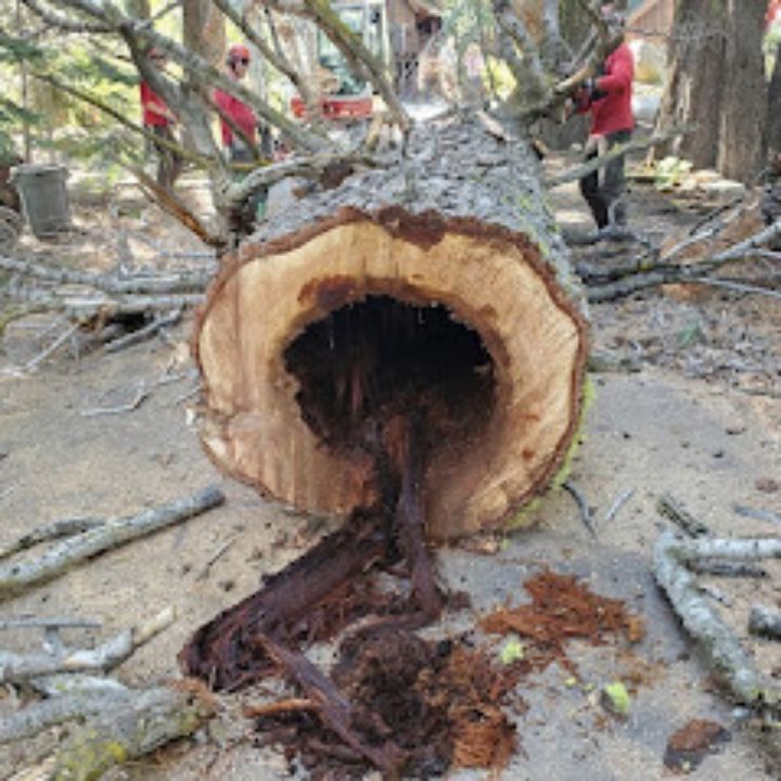 Jeremiah's Tree Service