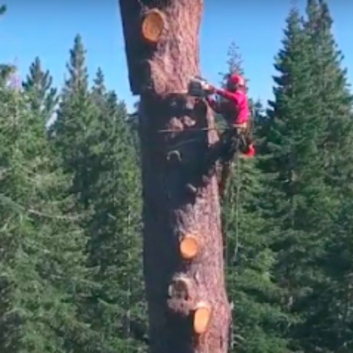 Jeremiah's Tree Service