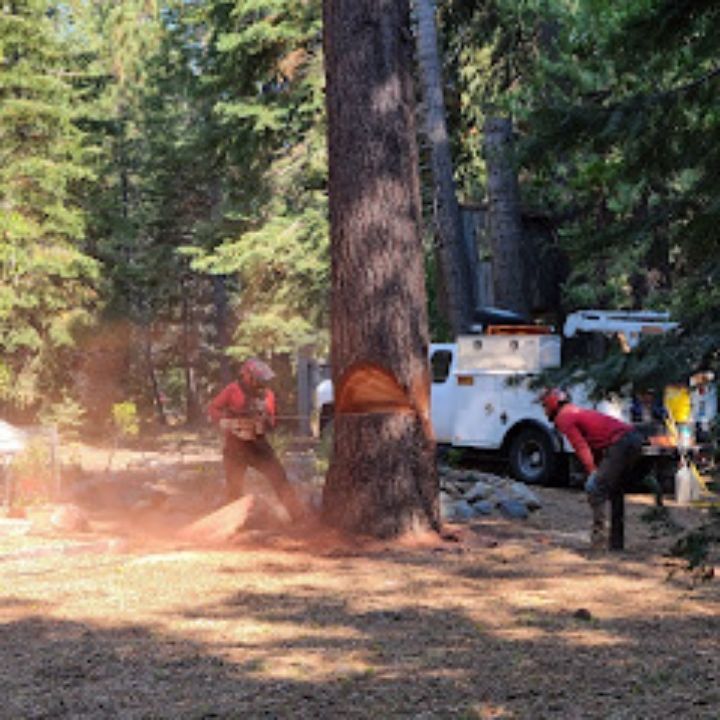 Jeremiah's Tree Service
