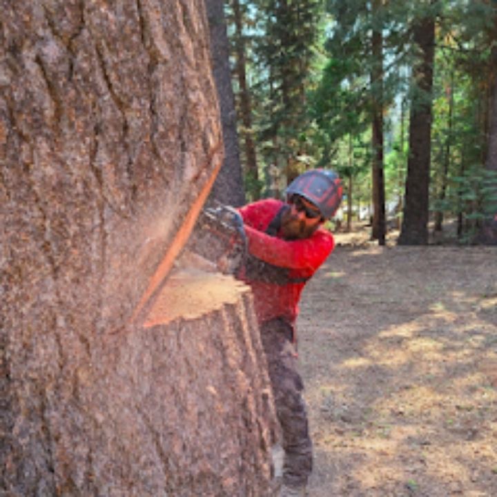 Jeremiah's Tree Service